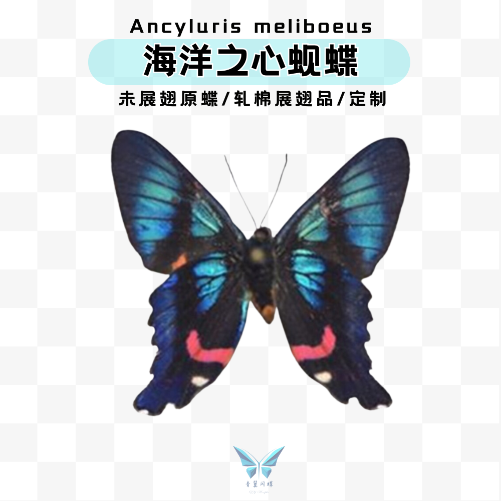 弧曲蚬蝶青翼闪蝶亮光