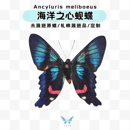 弧曲蚬蝶青翼闪蝶亮光