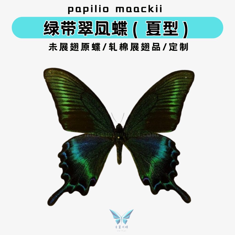 包邮 绿带翠凤蝶春型夏型蝴蝶未展翅原蝶标本蝴蝶,压棉展翅品