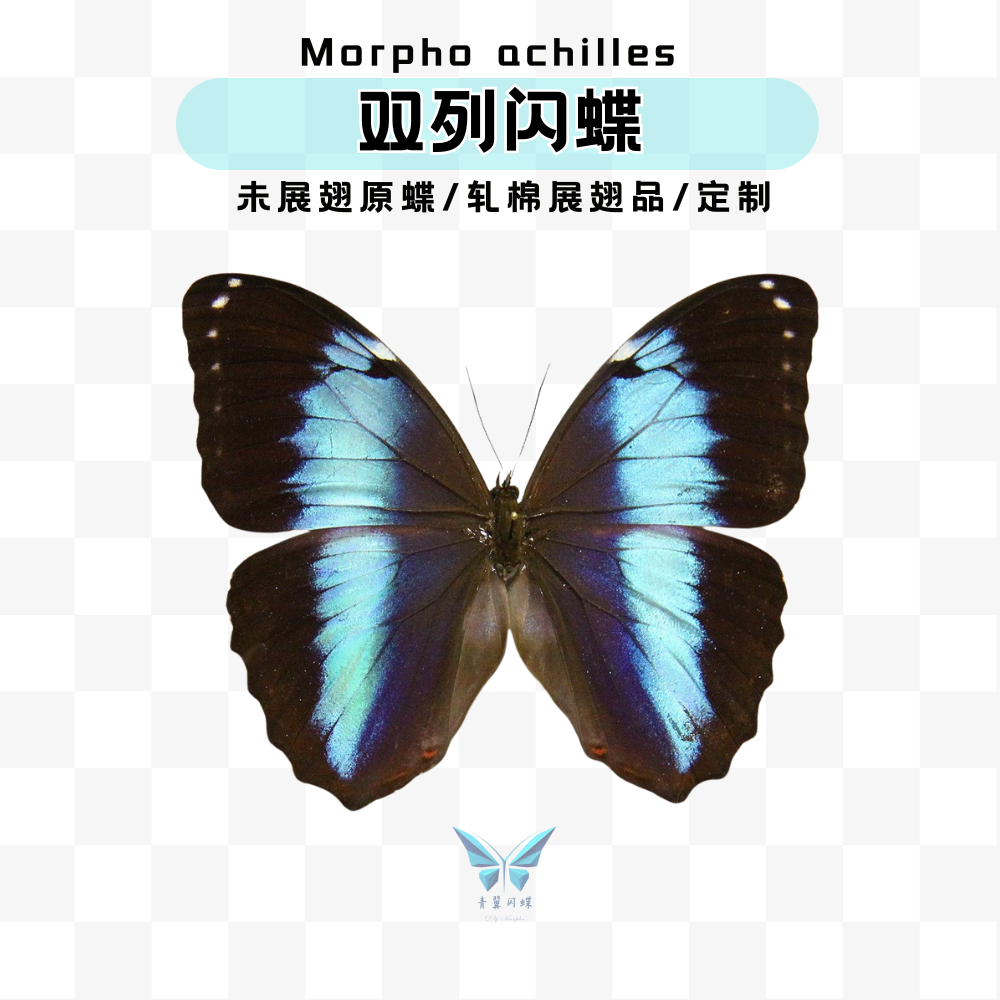 A1未展翅星族闪蝶青翼闪蝶一手