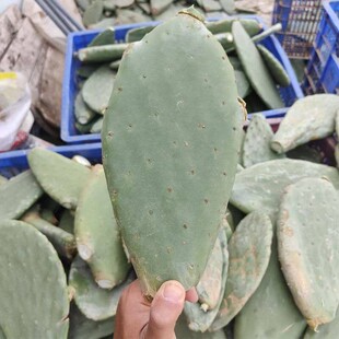 米邦塔仙人掌食用药用外敷多肉植物盆栽美容嫁接外敷内服种植叶片