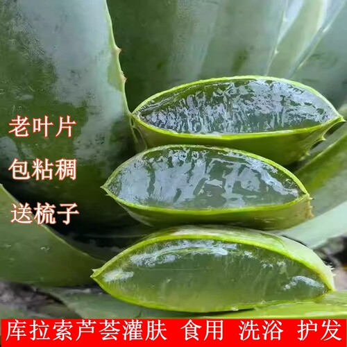 库拉索芦荟盆栽叶片可吃新鲜芦荟美容院灌肤芦荟植物芦荟苗绿植