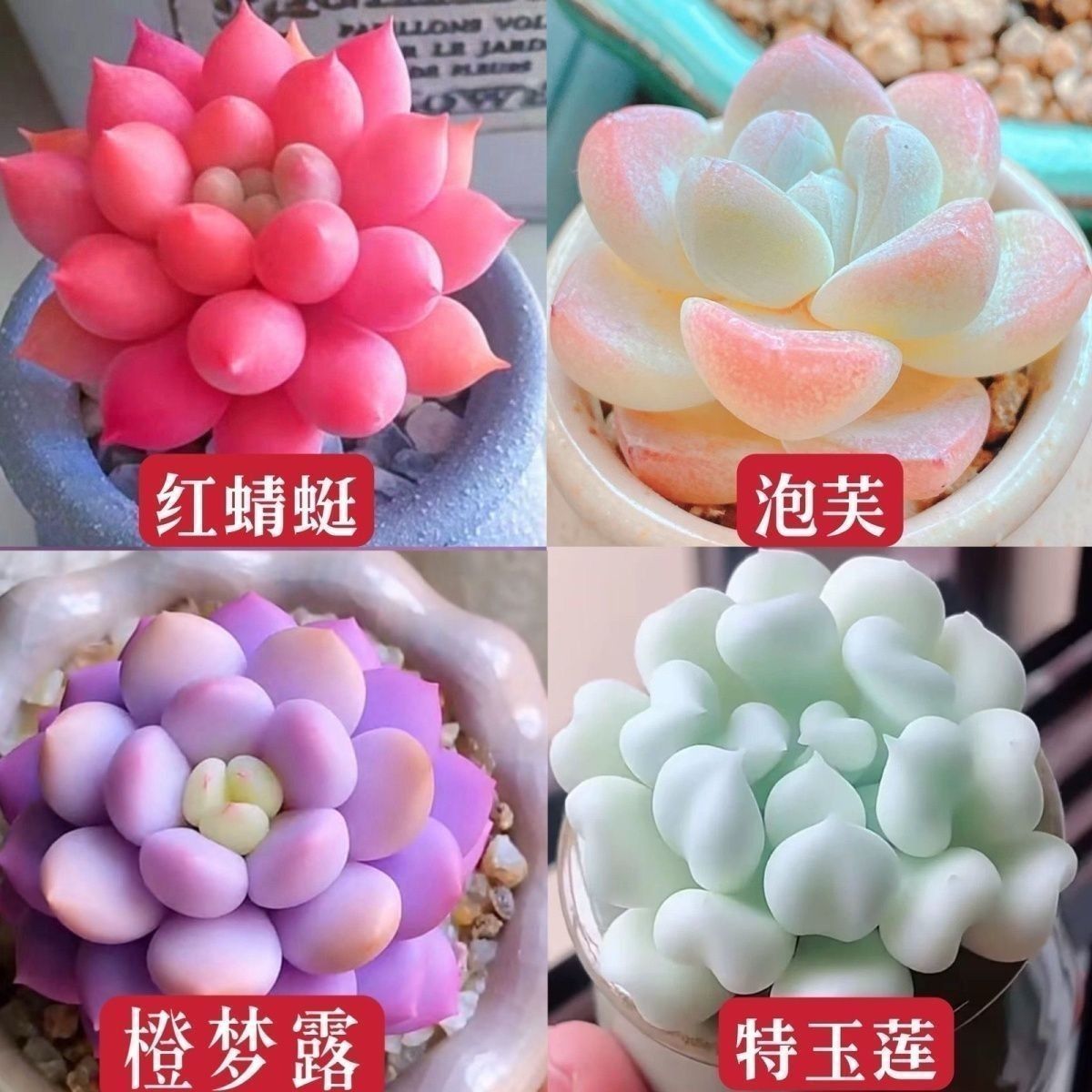 多肉组合套餐粉巴黎泡芙纯爱侧影植物室内阳台办公室盆栽净化空气