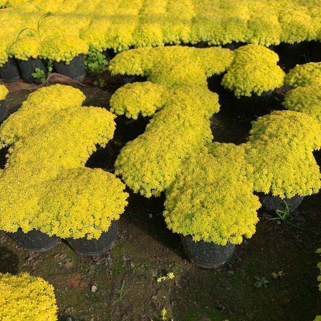 薄雪万年草多肉植物黄金万年草多肉植物办公室绿植花卉组合盆栽护