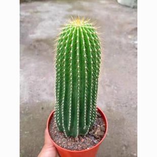 超大仙人掌大凤龙仙人柱多肉植物室内阳台绿植盆栽耐旱柱形仙人掌