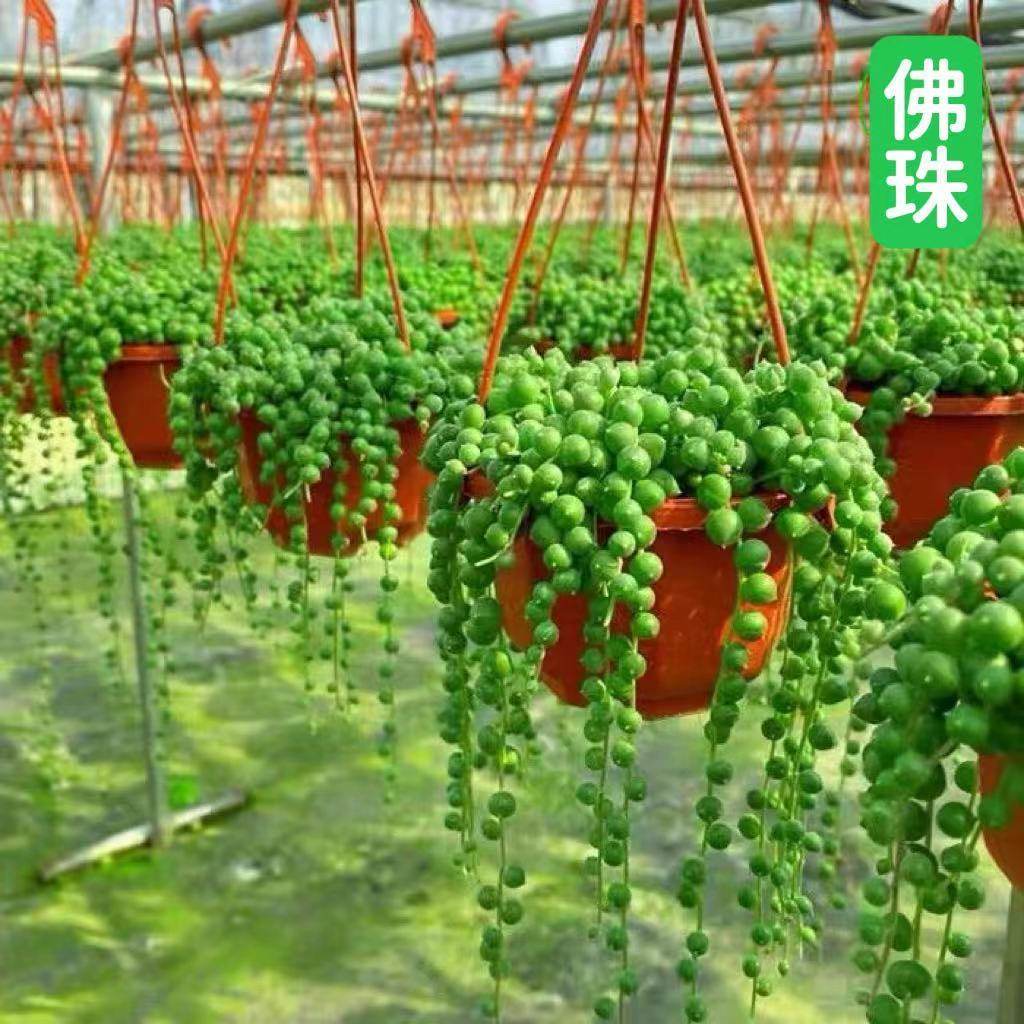 佛珠多肉吊兰盆栽室内阳台办公室四季好养除甲醛绿植花卉,鲜花速递/花卉仿真/绿植园艺,多肉植物,淘宝优惠券,粉丝福利购,淘宝优惠卷
