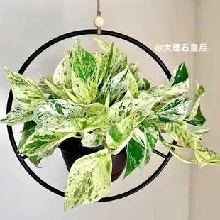 水培大理石皇后绿萝绿植室内观叶植物盆栽桌面好养除甲醛净化空气