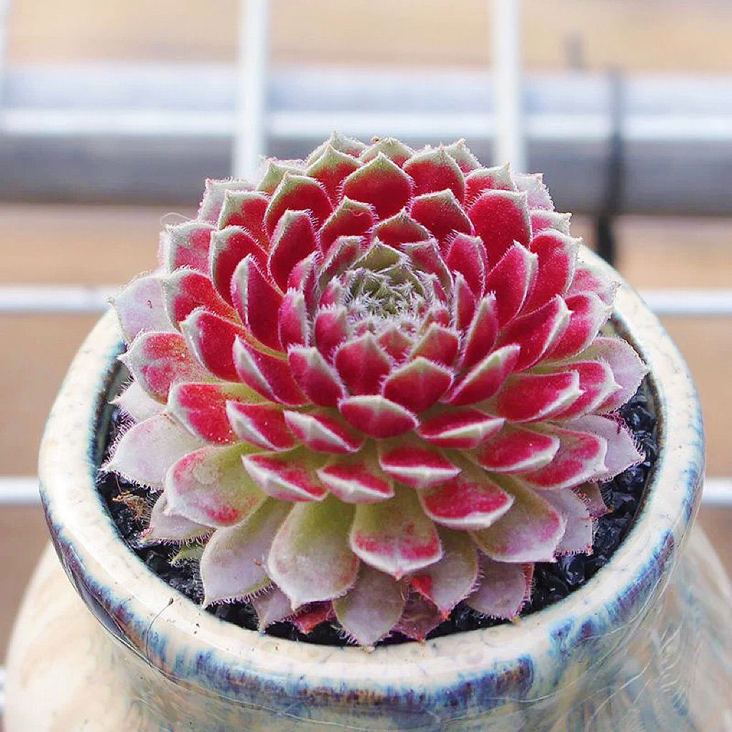 紫牡丹多肉植物长生草办公室新手组合盆栽室内花卉阳台绿植好养