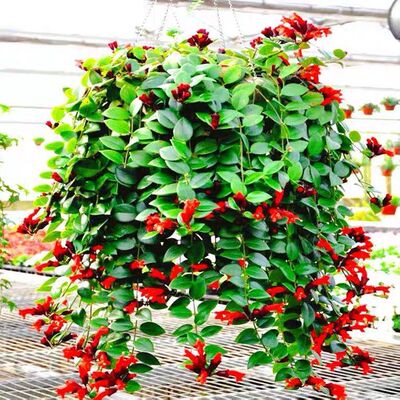 口红吊兰阳台吊兰植物垂吊植物盆栽净化空气除甲醛四季常青易活