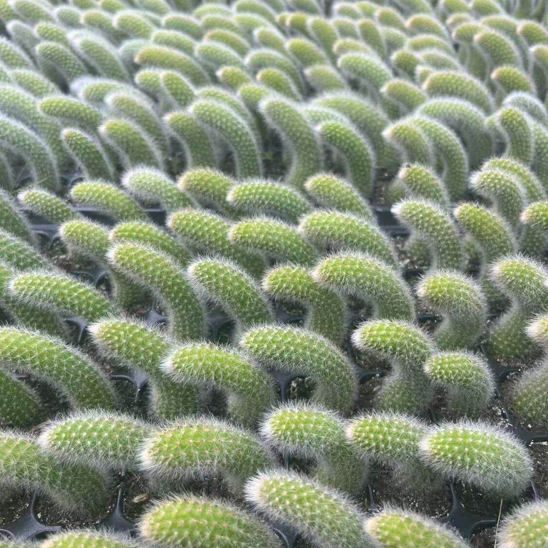 九尾狐多肉植物软毛盆栽长毛稀有桌面绿植