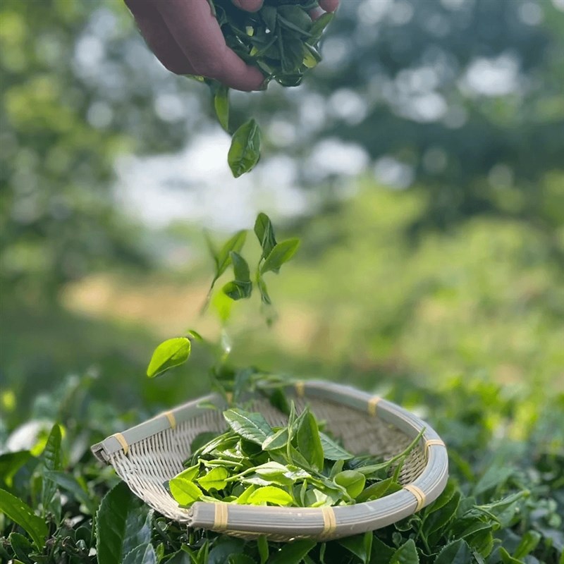 【富茶同款】茉莉青翠绿茶高山绿茶奶茶店R原料手打柠檬绿茶