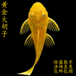 鱼缸清洁工热带鱼黄金胡子清道夫异型鱼工具鱼吃青苔水藻食物残渣