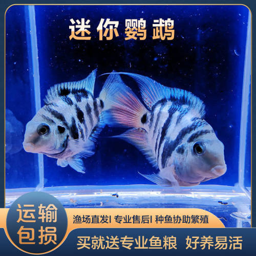 迷你鹦鹉淡水热带鱼包繁殖