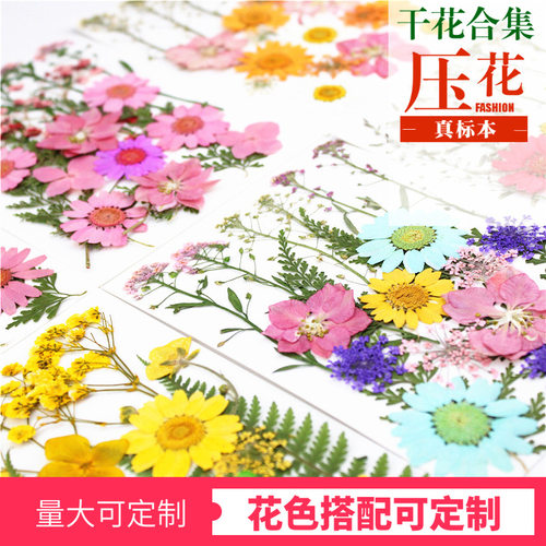 干花优惠  真树叶 Pressed Flower押花材料包  真花植物标本