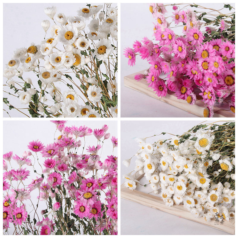 罗丹斯小雏菊干花花束鲁