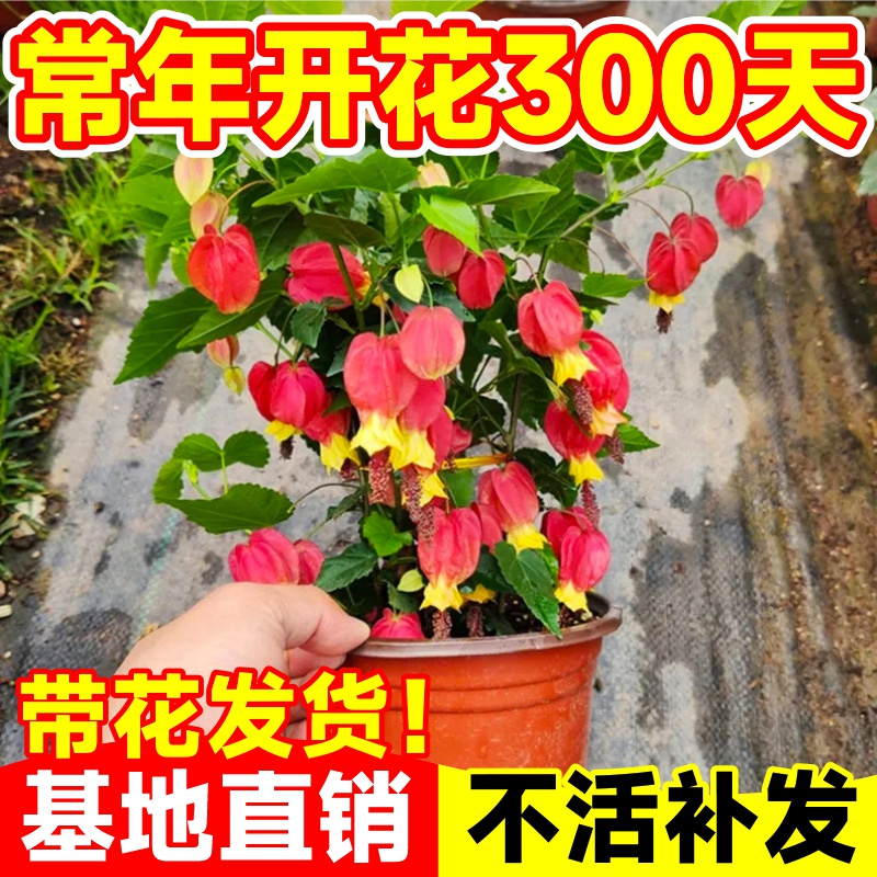 速发藤笼花盆栽四季爬花苗开灯植物台室内外倒挂金钟花卉风铃花