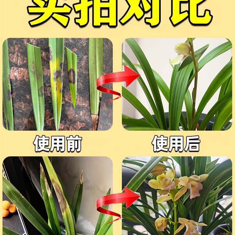 现货速发兰花黑斑病药肥料预防黄叶焦尖发黑烂根神器建兰兰花植物