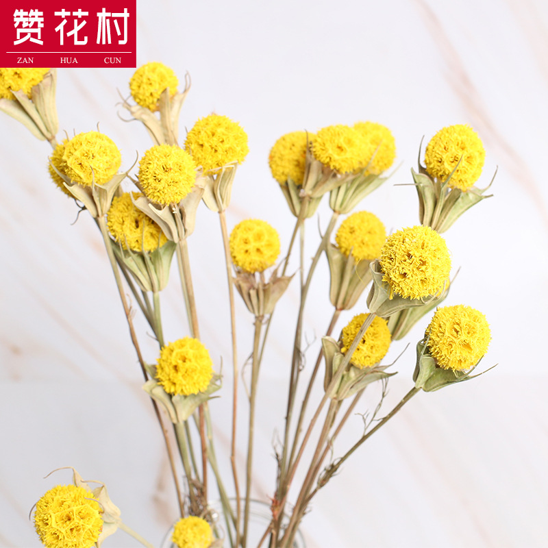 速發(fā)贊花村彩色干燥花干果路路通 云南干燥花花束 拍攝道具家庭裝