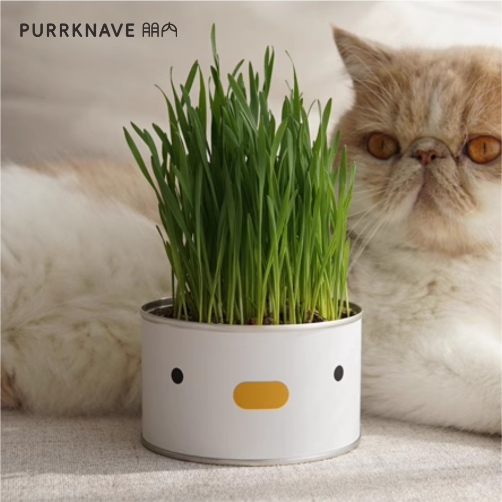 PurrKnave朋内小鸡猫草罐头种子水培猫零食去毛球化毛盆栽,宠物/宠物食品及用品,猫草/猫草片,淘宝优惠券,粉丝福利购,淘宝优惠卷