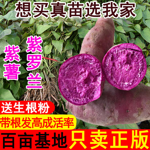 高产紫心红薯苗紫罗兰紫薯