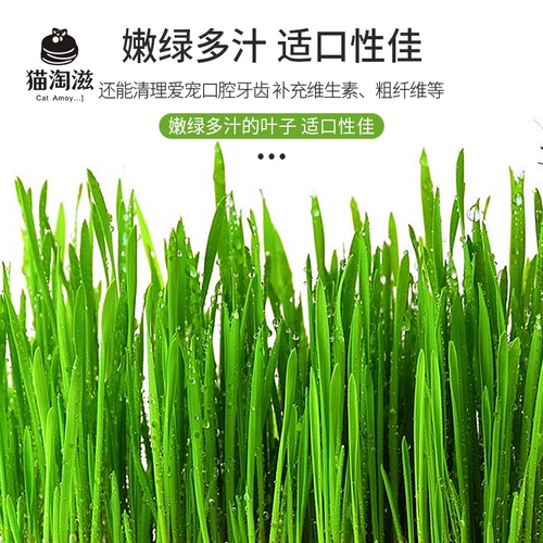 Кошачья трава пшеница семян семян