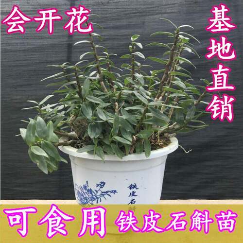 铁皮石斛苗花枫斗盆栽三年生苗霍山种源正宗雁荡山兰花绿植可食用 - 封面