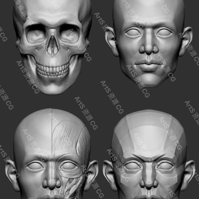 4组zbrush人物头部头骨骷脸部肌肉切面3d模型ZB雕刻超精细模型obj