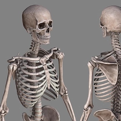 人体全身骨骼结构骨架骨头骷髅头骨3d模型带贴图3dmax FBX OBJ