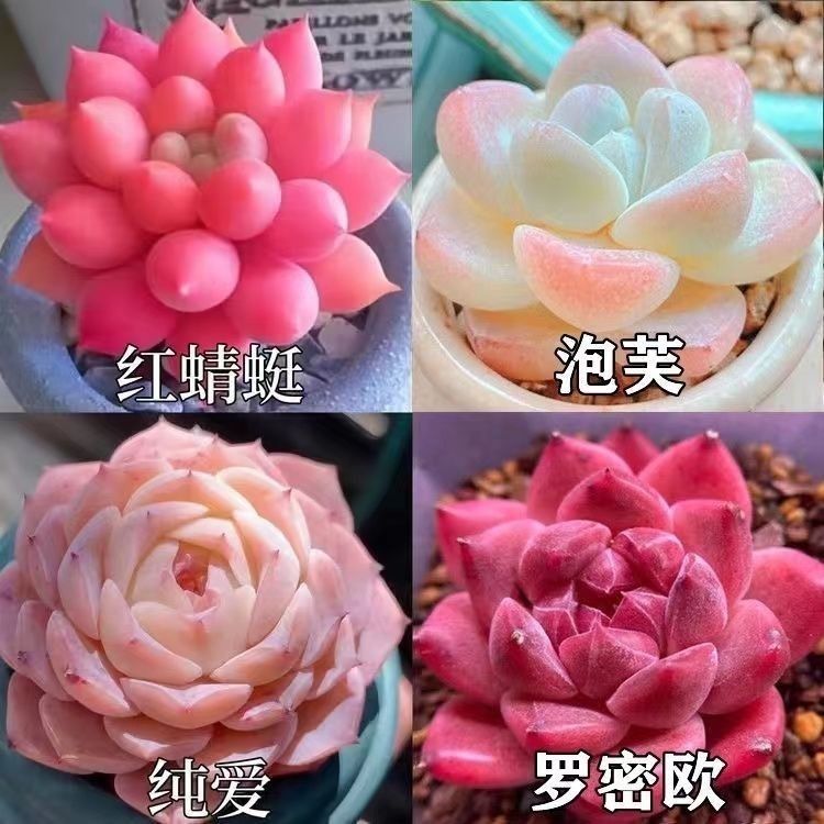 多肉植物新手套餐含盆带土包邮大多肉植物