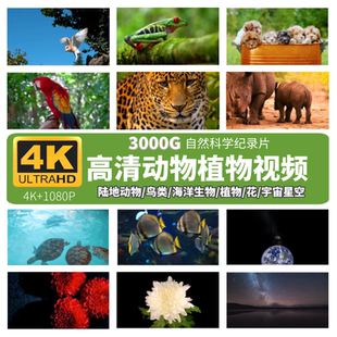 4k动植物自然超高清纪录片长视频花鸟鱼昆虫星空海洋宇宙短视频