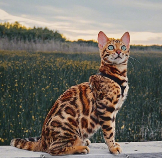 豹猫纯种孟加拉猫黄金豹猫活体家养宠物豹猫雪豹大型猫动物活物的