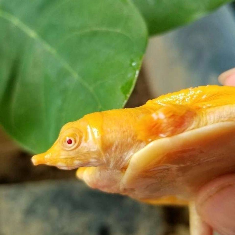 黄金鳖红眼金身黄金鳖黄金龟苗水鱼王八白化变异山瑞红眼睛深水甲