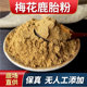 鹿胎粉梅花鹿胎仔盘粉原装 整胎烘干打粉备孕鹿胎鹿参膏原料纯100g