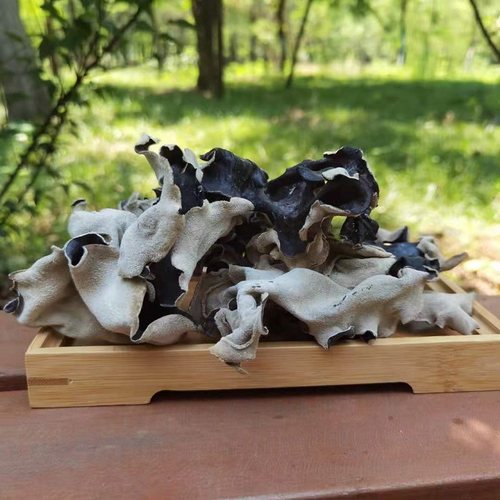 白背头茬毛木耳黑木耳商用