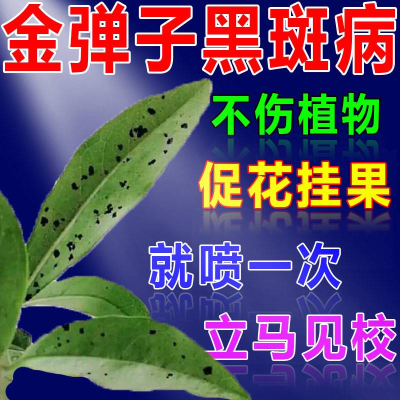 金弹子黑斑病专用药多肉兰花玫瑰月季花常用药白粉病百菌灵杀菌剂