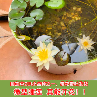 微型睡莲水培植物海尔芙拉带花苞迷你盆栽花卉多贝根茎种孑成体苗