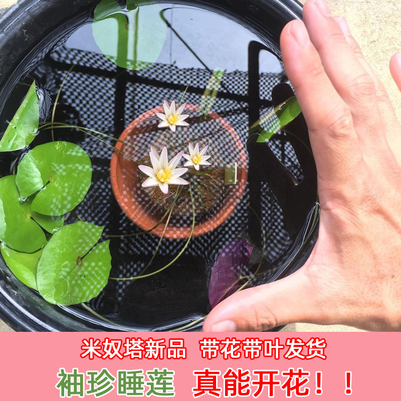 迷你小睡莲 米奴塔minuta 带花苞微型莲花苗草缸造景鱼缸种孑碗莲