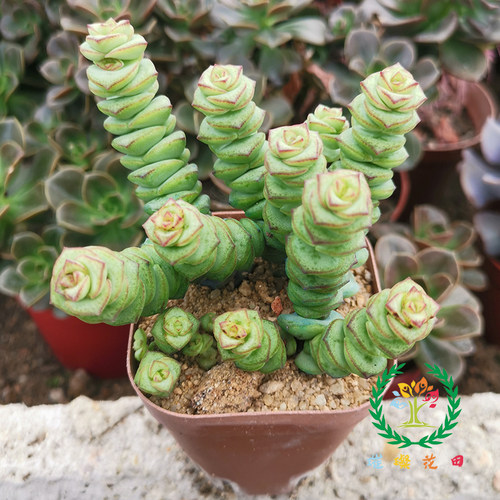 星乙女多肉植物价格 星乙女多肉植物图片 星期三