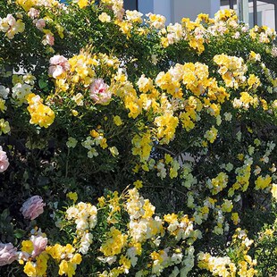 黄金时代月季 月季 藤本多花 开花量大 黄色 丰花 庭院 抗病