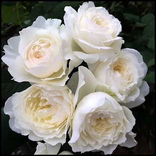 雪野一梦 灌木月季 奶白色月季 大花浓香 丰花耐热绿植花卉