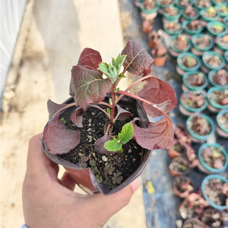 【嘉瑞】耐寒 栎叶绣球 和声 盆栽苗 庭院花卉