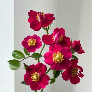 新品月季红一重微型理想的金月季藤本绿植花卉盆栽月季花