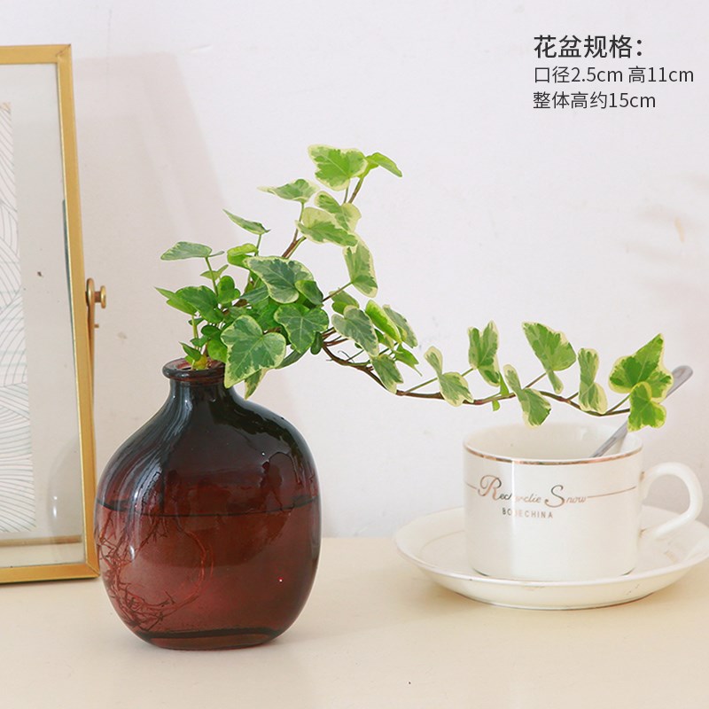 办公室工位水培植物袖珍椰子室内喜阴花卉绿植水养新手小盆栽摆件