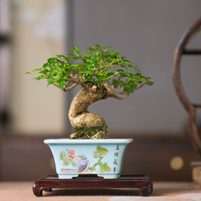 孤品进口矮霸香枫微型盆景荒皮红叶小品枫树禅意盆景精品绿植