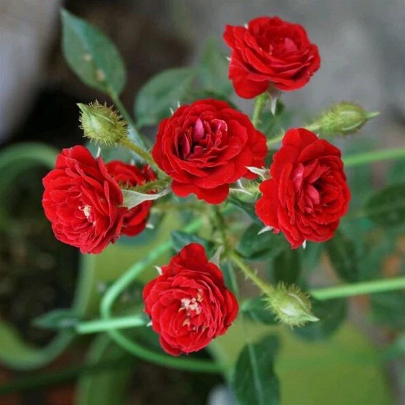 无条件的爱阳台微型月季扦插四季玫瑰微月开花适合盆栽花小苗