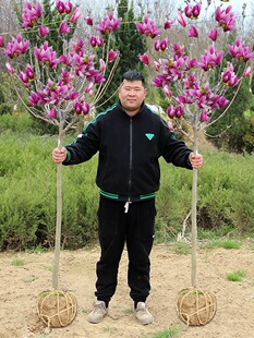 白黄红紫广玉兰花树苗花卉南北盆栽地栽别墅庭院绿化植物四季花卉