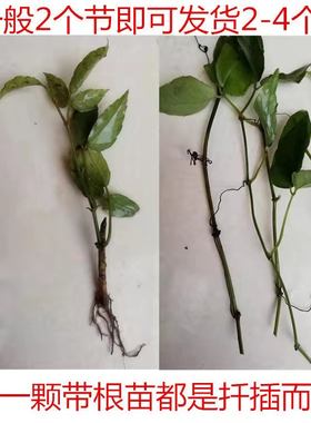 三叶青扦插苗 金线吊葫芦种苗石老鼠蛇附子清热解毒退热限时促销