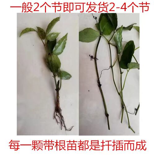 三叶青扦插苗 金线吊葫芦种苗石老鼠蛇附子清热解毒退热限时促销