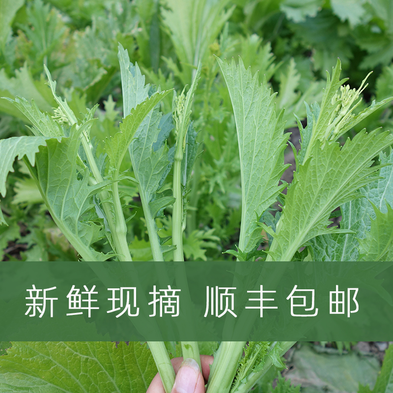 新鲜蔬菜青菜菜苔现摘顺丰包邮