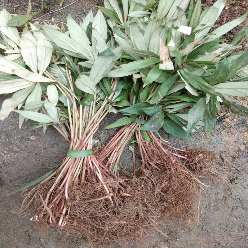 新鲜追风散伞贵州中药材500g新鲜惊风伞破凉伞公接骨丹全草可种植